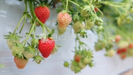 딸기, strawberry, 하우스, 하우스딸기, 비닐하우스, 사진,이미지,일러스트,캘리그라피 - 韓남자작가 크라우드픽 - 저작권 걱정 없는 상업용... 