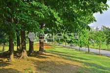 공원, 녹지, 숲, 계절, 시즌, 사진,이미지,일러스트,캘리그라피 - space작가 크라우드픽 - 저작권 걱정 없는 상업용 이미지