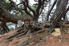 plant, 식물, tree, 나무, treetrunk, 사진,이미지,일러스트,캘리그라피 - 영산공작가 크라우드픽 - 저작권 걱정 없는 상업용 이미지