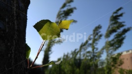 미루나무, 나무, 나뭇잎, 녹색, 그린, 사진,이미지,일러스트,캘리그라피 - newsun작가 크라우드픽 - 저작권 걱정 없는 상업용 이미지