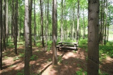 나무, 숲, 나무숲, 쉼터, 벤치, 사진,이미지,일러스트,캘리그라피 - 안녕오늘작가 크라우드픽 - 저작권 걱정 없는 상업용 이미지