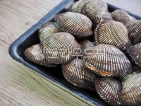 피조개, 꼬막, 조개, 생조개, 어패류, 사진,이미지,일러스트,캘리그라피 - jameshan3035작가 크라우드픽 - 저작권 걱정 없는 상업용 이미지