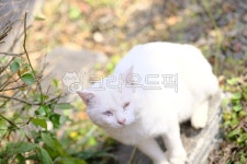 고양이, cat, 반려동물, 냥이, 애완동물, 사진,이미지,일러스트,캘리그라피 - 돌하르냥작가 크라우드픽 - 저작권 걱정 없는 상업용 이미지