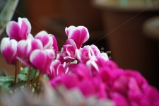 꽃, 향기, 봄, 꽃향기, 봄내음, 사진,이미지,일러스트,캘리그라피 - 동글이작가 크라우드픽 - 저작권 걱정 없는 상업용 이미지