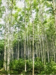 tree, 나무, vegetation, 자연, 작은숲, 사진,이미지,일러스트,캘리그라피 - 감성더하기작가 크라우드픽 - 저작권 걱정 없는 상업용 이미지