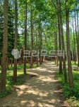 path, 길, trail, plant, 식물, 사진,이미지,일러스트,캘리그라피 - Npelican97작가 크라우드픽 - 저작권 걱정 없는 상업용 이미지