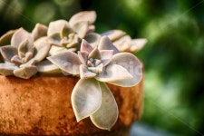 다육이, 다육, 다육화분, 식물, plant, 사진,이미지,일러스트,캘리그라피 - phototo73작가 크라우드픽 - 저작권 걱정 없는 상업용 이미지