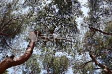 소나무, 솔잎, 숲, 숲길, 수목원, 사진,이미지,일러스트,캘리그라피 - 함께사는세상작가 크라우드픽 - 저작권 걱정 없는 상업용 이미지