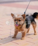 dog, 개, 애완동물, pet, 강아지, 사진,이미지,일러스트,캘리그라피 - 유미 생선 도둑작가 크라우드픽 - 저작권 걱정 없는 상업용 이미지