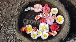 동백, 동백꽃, 꽃, 카멜리아, 식물, 사진,이미지,일러스트,캘리그라피 - 앨리작가 크라우드픽 - 저작권 걱정 없는 상업용 이미지