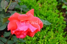 광주, 서구, 공원, 풍암저수지, 풍암공원, 사진,이미지,일러스트,캘리그라피 - 영산공작가 크라우드픽 - 저작권 걱정 없는 상업용 이미지