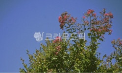 하늘, 꽃, 파란, 나무, 감성, 사진,이미지,일러스트,캘리그라피 - jadongchahee작가 크라우드픽 - 저작권 걱정 없는 상업용 이미지