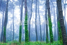 소나무, 숲, 공원, 대왕암공원, 나무, 사진,이미지,일러스트,캘리그라피 - 아티스트양작가 크라우드픽 - 저작권 걱정 없는 상업용 이미지