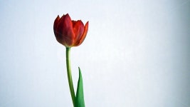 식물, 꽃, 튤립, 빨강, plant, 사진,이미지,일러스트,캘리그라피 - zooey작가 크라우드픽 - 저작권 걱정 없는 상업용 이미지