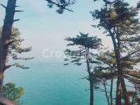 tree, 나무, 바다, 부산, 전망대, 사진,이미지,일러스트,캘리그라피 - HaSunhwa작가 크라우드픽 - 저작권 걱정 없는 상업용 이미지
