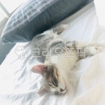 고양이, cat, 애완동물, 먼치킨, 노르웨이숲, 사진,이미지,일러스트,캘리그라피 - eokkki1작가 크라우드픽 - 저작권 걱정 없는 상업용 이미지