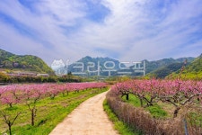 복사꽃, 봄, 꽃잎, 나무, 자연, 사진,이미지,일러스트,캘리그라피 - 장독대작가 크라우드픽 - 저작권 걱정 없는 상업용 이미지