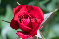 자연, 꽃, 장미, 붉은색, rose, 사진,이미지,일러스트,캘리그라피 - helios작가 크라우드픽 - 저작권 걱정 없는 상업용 이미지