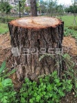 tree, 나무, treestump, 그루터기, 나이테, 사진,이미지,일러스트,캘리그라피 - Nalodesign작가 크라우드픽 - 저작권 걱정 없는 상업용 이미지