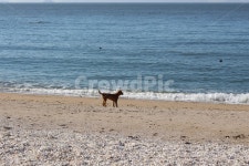 인천, 선녀바위해수욕장, 강아지, 바다, 자연, 사진,이미지,일러스트,캘리그라피 - 필인작가 크라우드픽 - 저작권 걱정 없는 상업용 이미지