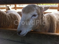 양, 양떼, 양꼬치, 양구이, 양갈비, 사진,이미지,일러스트,캘리그라피 - 호랑이86작가 크라우드픽 - 저작권 걱정 없는 상업용 이미지