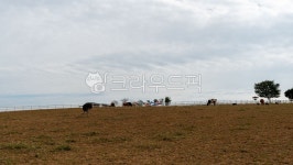 농장, 필드, 자연, 옥외, 목장, 사진,이미지,일러스트,캘리그라피 - i5874작가 크라우드픽 - 저작권 걱정 없는 상업용 이미지