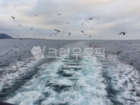 bird, 새, sea, 바다, sky, 사진,이미지,일러스트,캘리그라피 - 이주52작가 크라우드픽 - 저작권 걱정 없는 상업용 이미지