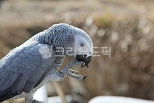 앵무새, 새, 구관조, 조류, 동물, 사진,이미지,일러스트,캘리그라피 - 함께사는세상작가 크라우드픽 - 저작권 걱정 없는 상업용 이미지