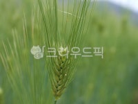 보리, 초록, 곡물, 보리밭, 청보리, 사진,이미지,일러스트,캘리그라피 - cf2005작가 크라우드픽 - 저작권 걱정 없는 상업용 이미지