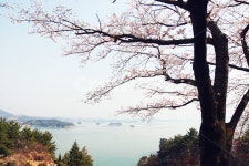 남해벚꽃길, 왕지벚꽃길, 벚꽃, 봄, 봄꽃, 사진,이미지,일러스트,캘리그라피 - anshapic작가 크라우드픽 - 저작권 걱정 없는 상업용 이미지