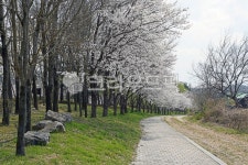 대청호오백리길, 대청댐벚꽃길, 도보길, 트레킹, 둘레길, 사진,이미지,일러스트,캘리그라피 - Deep bLUE작가 크라우드픽 - 저작권 걱정 없는... 
