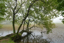 방죽골, 남계리, 청주시, 느티나무, 풍경, 사진,이미지,일러스트,캘리그라피 - 순딩이작가 크라우드픽 - 저작권 걱정 없는 상업용 이미지