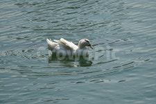 오리, 백조, 새, 조류, 동물 사진, 이미지 - 드래곤볼작가 가장 한국적인 스톡 사진 - 크라우드픽