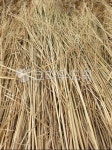 볒짚, 식물, 자연, 덤불, 짚, 사진,이미지,일러스트,캘리그라피 - 여물주는남자작가 크라우드픽 - 저작권 걱정 없는 상업용 이미지