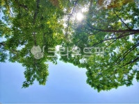 자연, 나무, 햇살, 태양, 자연배경, 사진,이미지,일러스트,캘리그라피 - SeeOn작가 크라우드픽 - 저작권 걱정 없는 상업용 이미지