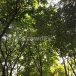 길거리, 풍경, 초록, 파릇파릇, 시원함, 사진,이미지,일러스트,캘리그라피 - 松月송월작가 크라우드픽 - 저작권 걱정 없는 상업용 이미지