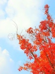 단풍, 단풍잎, 단풍나무, 잎, leaf, 사진,이미지,일러스트,캘리그라피 - 행복감성작가 크라우드픽 - 저작권 걱정 없는 상업용 이미지
