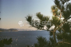 나무, 바다, 소나무, 자연, nature, 사진,이미지,일러스트,캘리그라피 - SelenaRyu작가 크라우드픽 - 저작권 걱정 없는 상업용 이미지