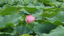 꽃, flower, 연꽃, 연못, 식물, 사진,이미지,일러스트,캘리그라피 - 하눌타리작가 크라우드픽 - 저작권 걱정 없는 상업용 이미지