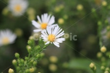 꽃, 들꽃, 야생화, flower, wildflower, 사진,이미지,일러스트,캘리그라피 - VIATOR작가 크라우드픽 - 저작권 걱정 없는 상업용 이미지