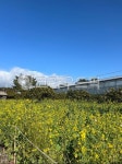 field, nature, 자연, 농장, farm, 사진,이미지,일러스트,캘리그라피 - Kokomom작가 크라우드픽 - 저작권 걱정 없는 상업용 이미지