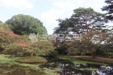 명옥헌정원, 연못, 백일홍, 소나무, 배롱나무, 사진,이미지,일러스트,캘리그라피 - 언제나민들레작가 크라우드픽 - 저작권 걱정 없는 상업용 이미지