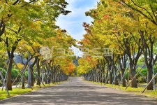 단풍길, 나무, 가을길, tree, 단풍나무, 사진,이미지,일러스트,캘리그라피 - 기수세련작가 크라우드픽 - 저작권 걱정 없는 상업용 이미지