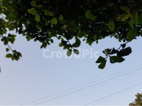 자연, 동백잎, 나무, 하늘, 연두색, 사진,이미지,일러스트,캘리그라피 - 달토깽이작가 크라우드픽 - 저작권 걱정 없는 상업용 이미지