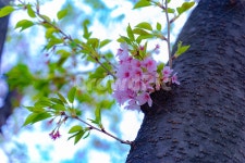 벛꽃, 여의도, 윤중로, 벛꽃길, 윤중로벚꽃길, 사진,이미지,일러스트,캘리그라피 - 고달이작가 크라우드픽 - 저작권 걱정 없는 상업용 이미지