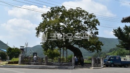 의령세간리현고수, 천연기념물제493호, 경남, 의령, 세간리, 사진,이미지,일러스트,캘리그라피 - 행복신작가 크라우드픽 - 저작권 걱정 없는... 