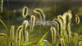 plant, 식물, 강아지풀, 풀꽃, 초록색, 사진,이미지,일러스트,캘리그라피 - 강자영작가 크라우드픽 - 저작권 걱정 없는 상업용 이미지