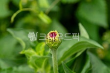 백일홍, 백일초, zinniaelegans, crapemyrtle, gardenzinnia, 사진,이미지,일러스트,캘리그라피 - smklaw작가 크라우드픽 - 저작권 걱정... 