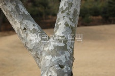 나무, 나무줄기, 백송, tree, treetrunk, 사진,이미지,일러스트,캘리그라피 - pinus1003작가 크라우드픽 - 저작권 걱정 없는 상업용 이미지