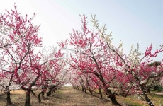 매실, 매화, 매화꽃, 농원, 매실농원, 사진,이미지,일러스트,캘리그라피 - 서은작가 크라우드픽 - 저작권 걱정 없는 상업용 이미지